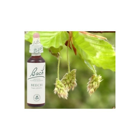 BACH Beech - Hêtre 20ml