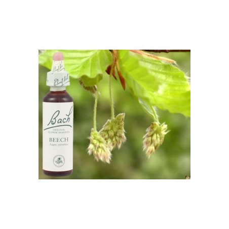BACH Beech - Hêtre 20ml