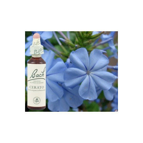 BACH Cerato - Plumbago 20ml