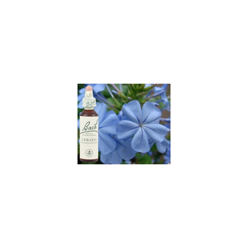BACH Cerato - Plumbago 20ml BACH Cerato - Plumbago 20ml