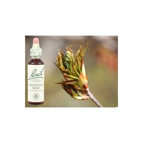 BACH Chestnut bud - Bourgeon de marronnier d'Inde 20ml