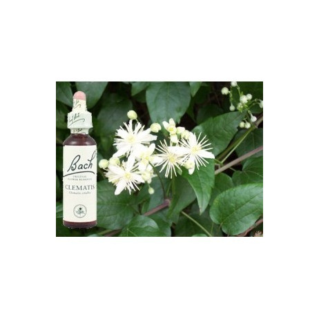 BACH Clematis - Clématite 20ml