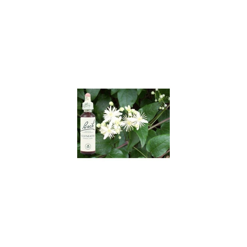 BACH Clematis - Clématite 20ml BACH Clematis - Clématite 20ml