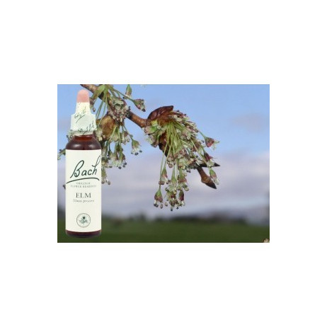 BACH Elm - Orme 20ml