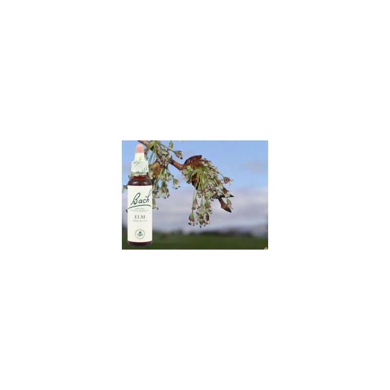 BACH Elm - Orme 20ml BACH Elm - Orme 20ml