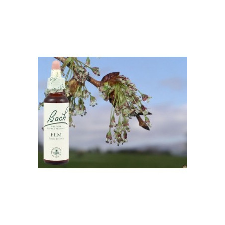 BACH Elm - Orme 20ml