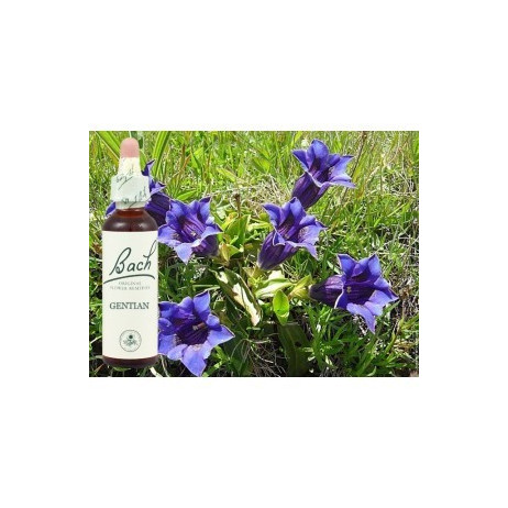 BACH Gentian - Gentiane 20ml