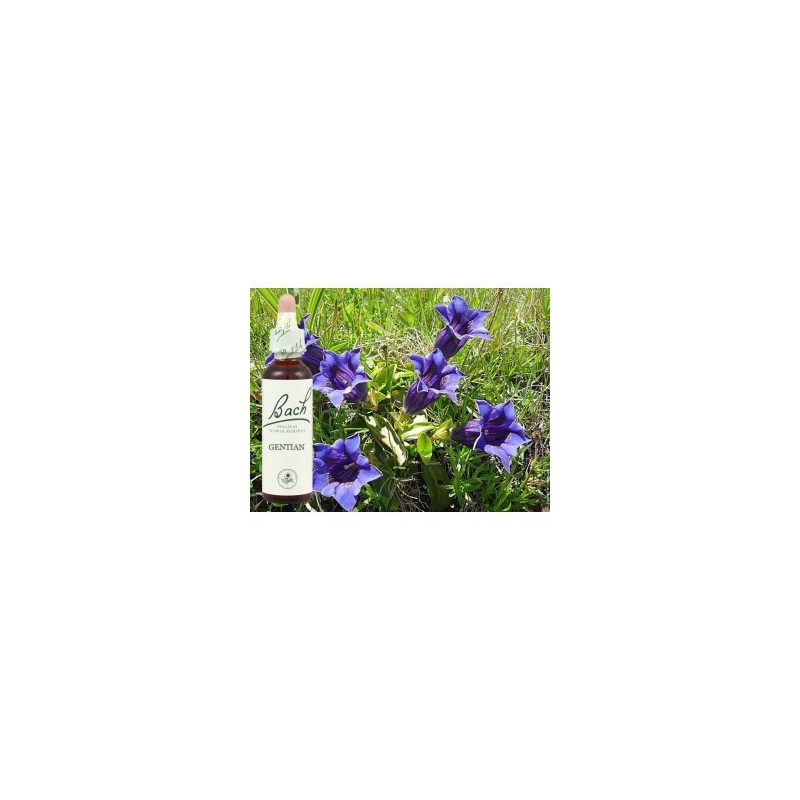 BACH Gentian - Gentiane 20ml BACH Gentian - Gentiane 20ml