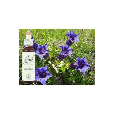 BACH Gentian - Gentiane 20ml
