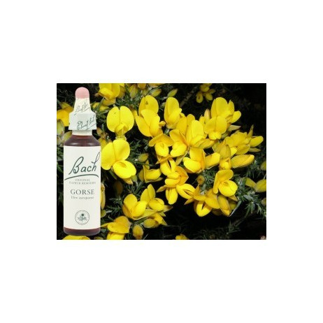 BACH Gorse - Ajonc 20ml