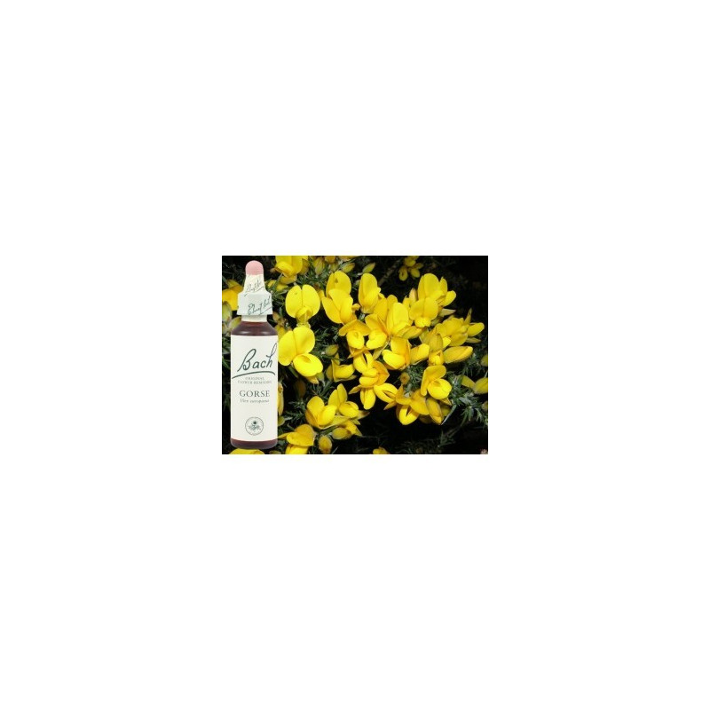 BACH Gorse - Ajonc 20ml BACH Gorse - Ajonc 20ml