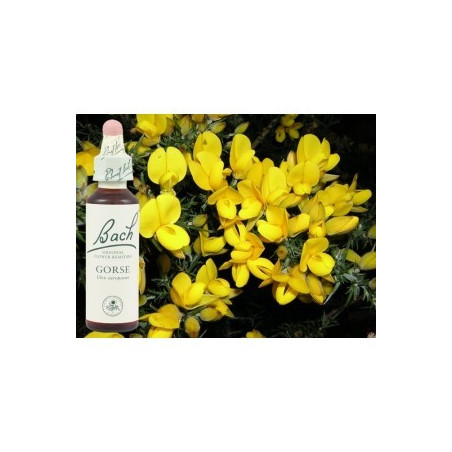 BACH Gorse - Ajonc 20ml
