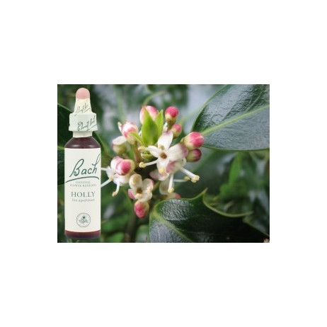 BACH Holly - Houx 20ml
