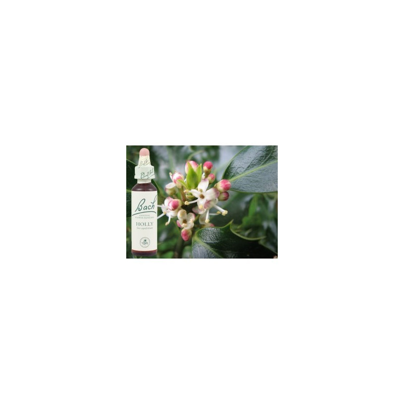 BACH Holly - Houx 20ml BACH Holly - Houx 20ml