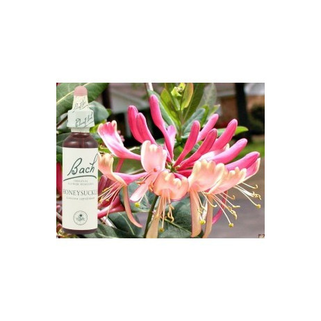BACH Honeysuckle - Chèvrefeuille 20ml