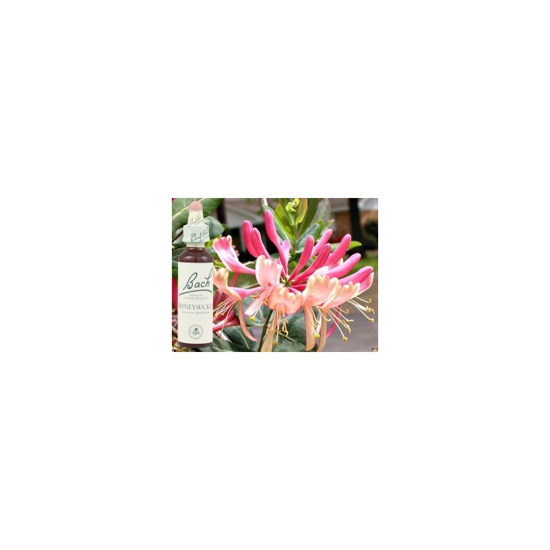 BACH Honeysuckle - Chèvrefeuille 20ml BACH Honeysuckle - Chèvrefeuille 20ml