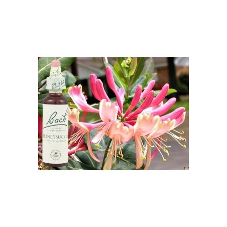 BACH Honeysuckle - Chèvrefeuille 20ml