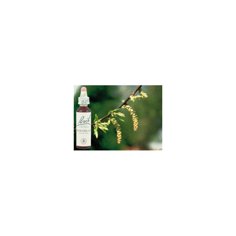 BACH Hornbeam - Charme 20ml BACH Hornbeam - Charme 20ml