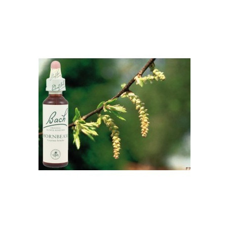 BACH Hornbeam - Charme 20ml