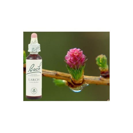 BACH Larch - Mélèze 20ml
