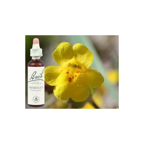 BACH Mimulus - Mimule 20ml