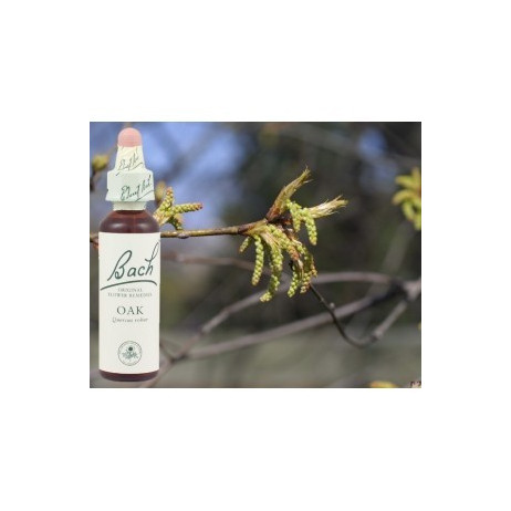 BACH Oak - Chêne 20ml