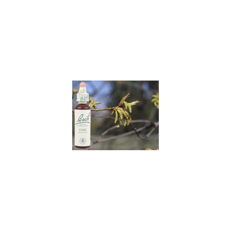 BACH Oak - Chêne 20ml BACH Oak - Chêne 20ml