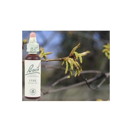 BACH Oak - Chêne 20ml