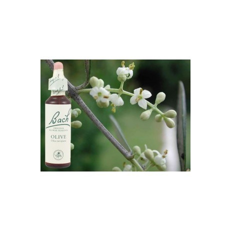 BACH Olive - Olivier 20ml