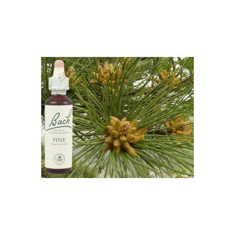 BACH Pine - Pin sylvestre 20ml