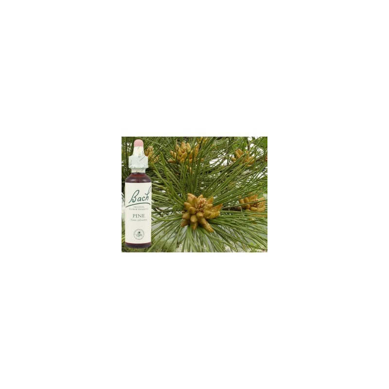 BACH Pine - Pin sylvestre 20ml BACH Pine - Pin sylvestre 20ml