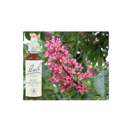 BACH Red chestnut - Marronnier rouge 20ml