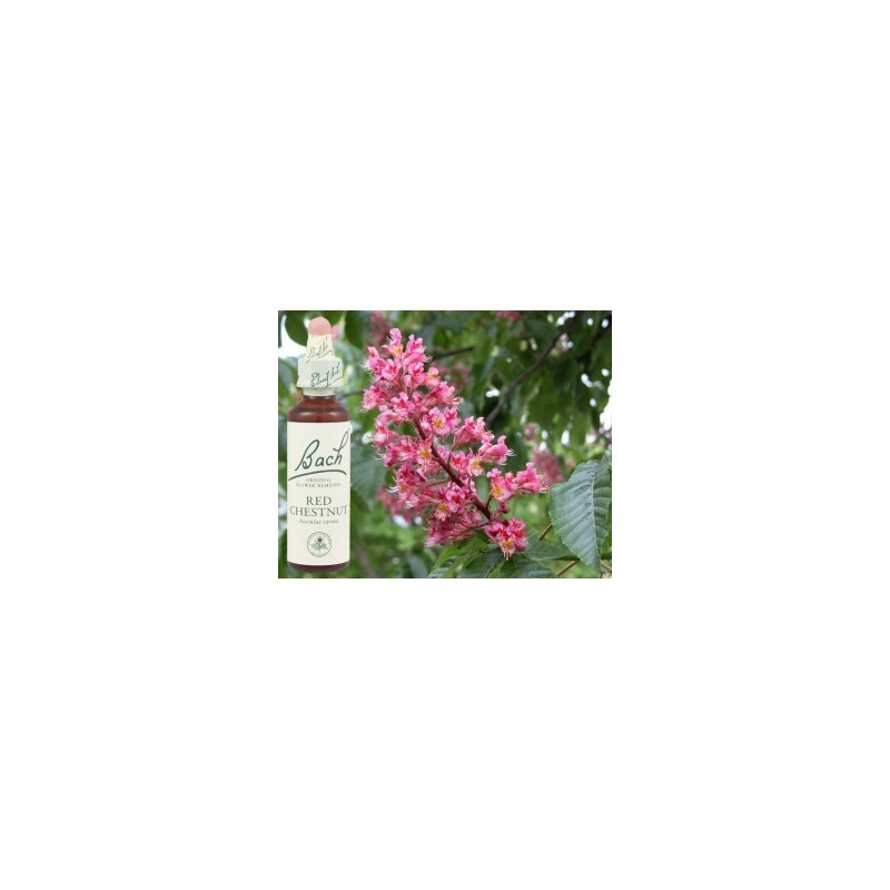 BACH Red chestnut - Marronnier rouge 20ml BACH Red chestnut - Marronnier rouge 20ml
