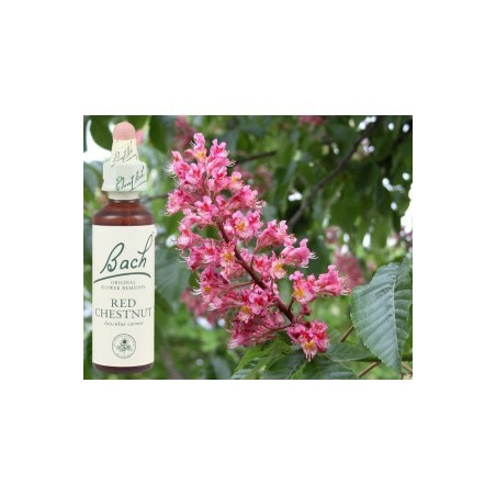 BACH Red chestnut - Marronnier rouge 20ml