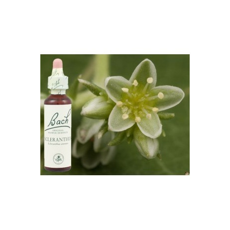 BACH Scleranthus - Alène 20ml