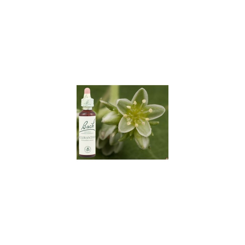 BACH Scleranthus - Alène 20ml BACH Scleranthus - Alène 20ml