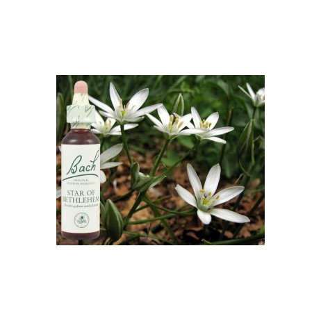 BACH Star of Bethleem - Etoile de Bethléem 20ml