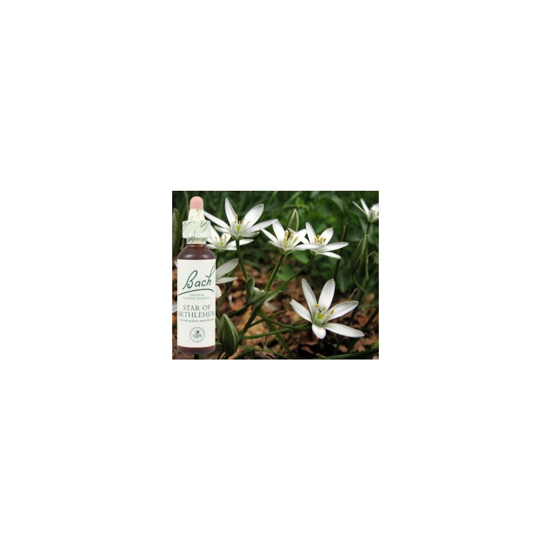 BACH Star of Bethleem - Etoile de Bethléem 20ml BACH Star of Bethleem - Etoile de Bethléem 20ml