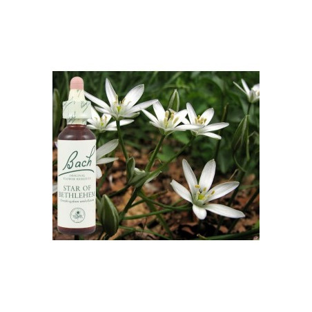 BACH Star of Bethleem - Etoile de Bethléem 20ml