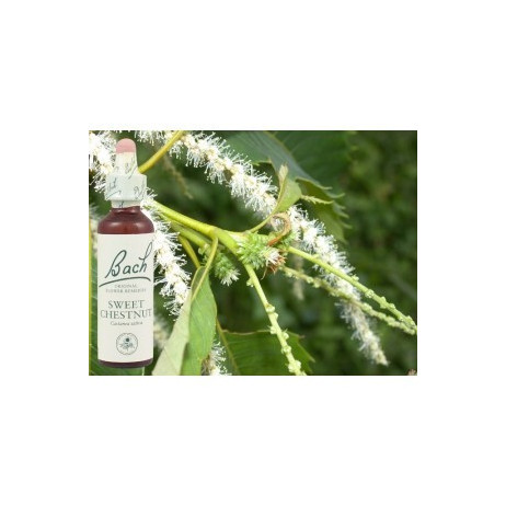 BACH Sweet chestnut - Châtaignier 20ml