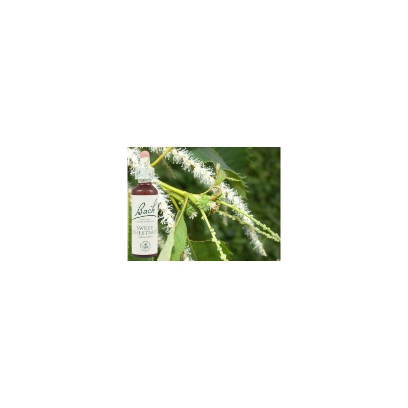 BACH Sweet chestnut - Châtaignier 20ml BACH Sweet chestnut - Châtaignier 20ml