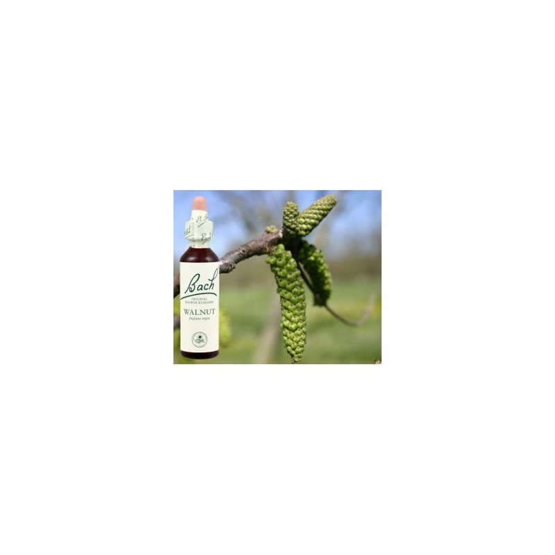 BACH Walnut - Noyer 20ml BACH Walnut - Noyer 20ml