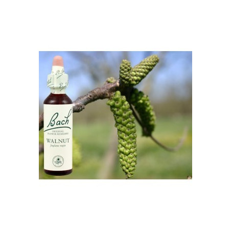 BACH Walnut - Noyer 20ml