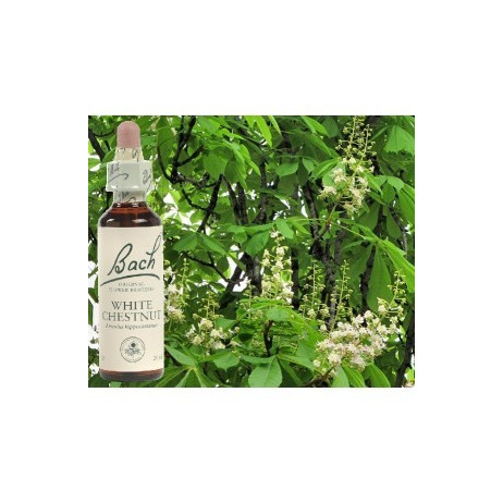 BACH White chestnut - Marronnier blanc 20ml