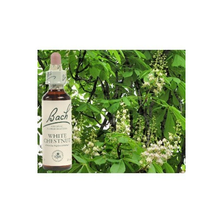 BACH White chestnut - Marronnier blanc 20ml
