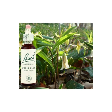 BACH Wild oat - Folle avoine 20ml
