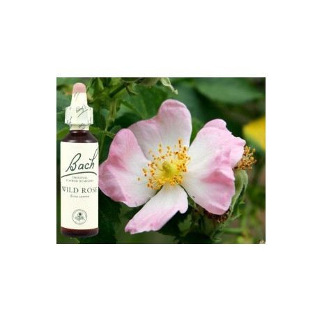 BACH Wild rose - Eglantine 20ml