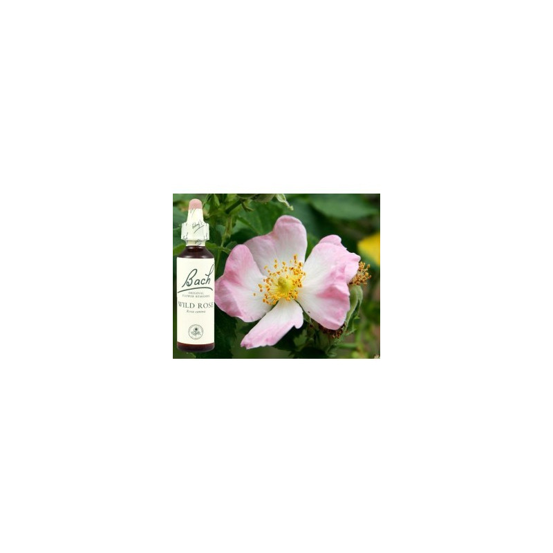 BACH Wild rose - Eglantine 20ml BACH Wild rose - Eglantine 20ml