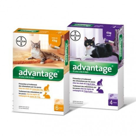 BAYER Advantage spot-on chat